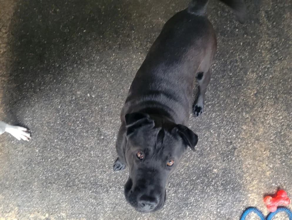 Ukoye, male young Shar Pei for adoption at SPA Albi (Le Garric), Albi