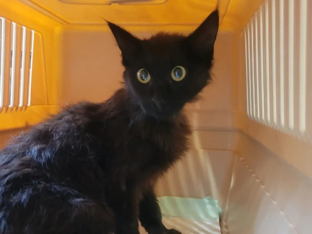 Bélier, female Mixed Breed for adoption at SPA Albi (Le Garric), Albi