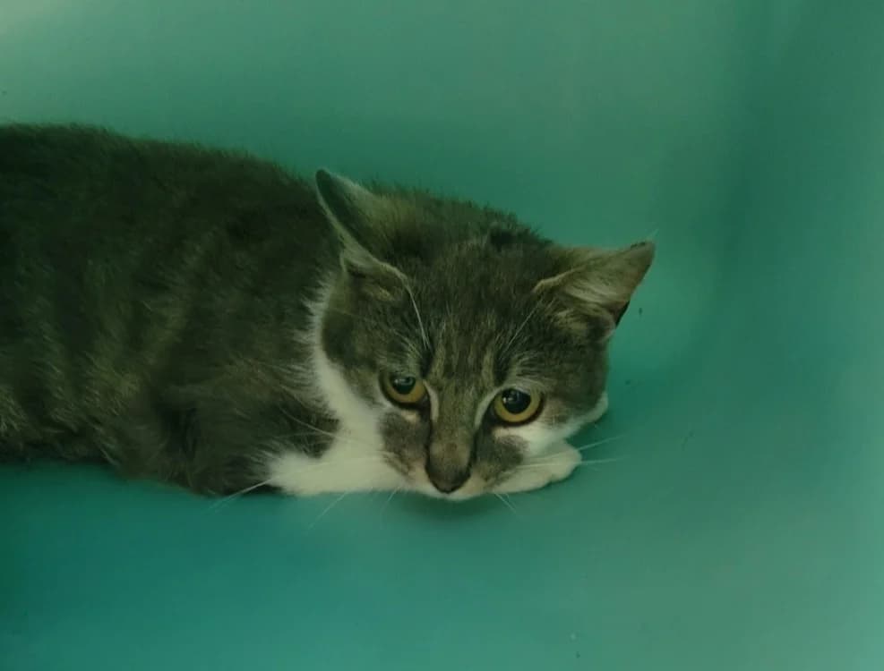 Capricorne, female Mixed Breed for adoption at SPA Albi (Le Garric), Albi