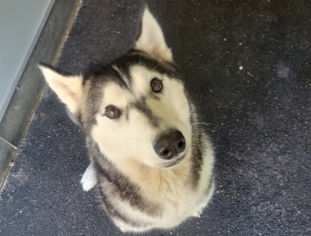 Ushka, female young Husky for adoption at SPA Albi (Le Garric), Albi