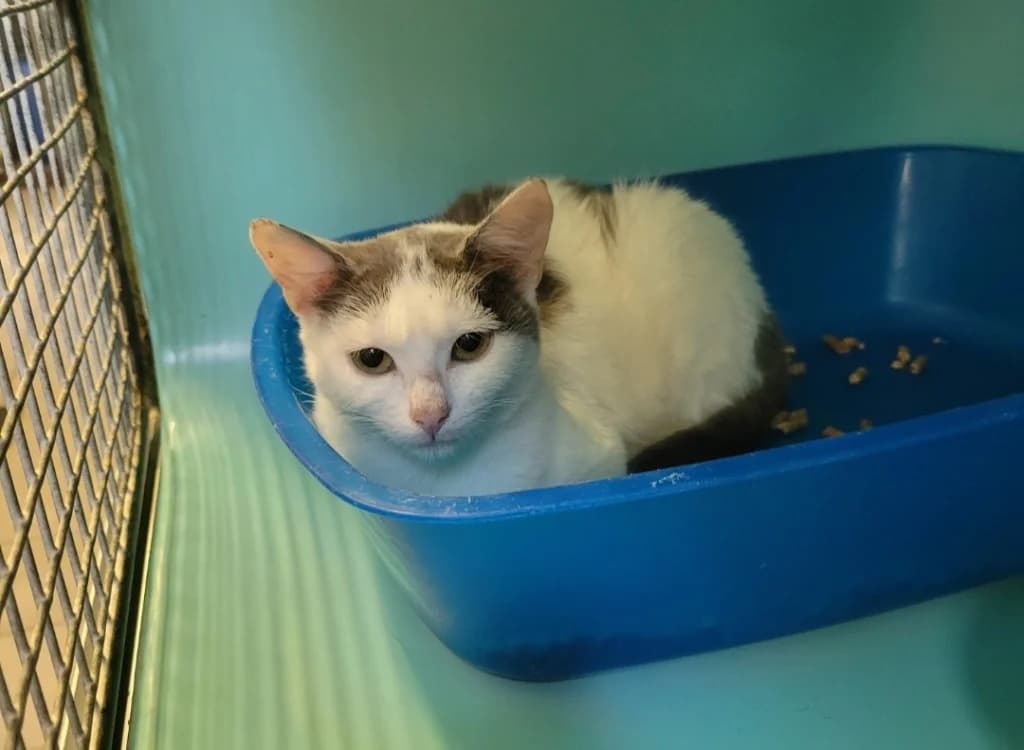 Miminou, male young Mixed Breed for adoption at SPA Albi (Le Garric), Albi