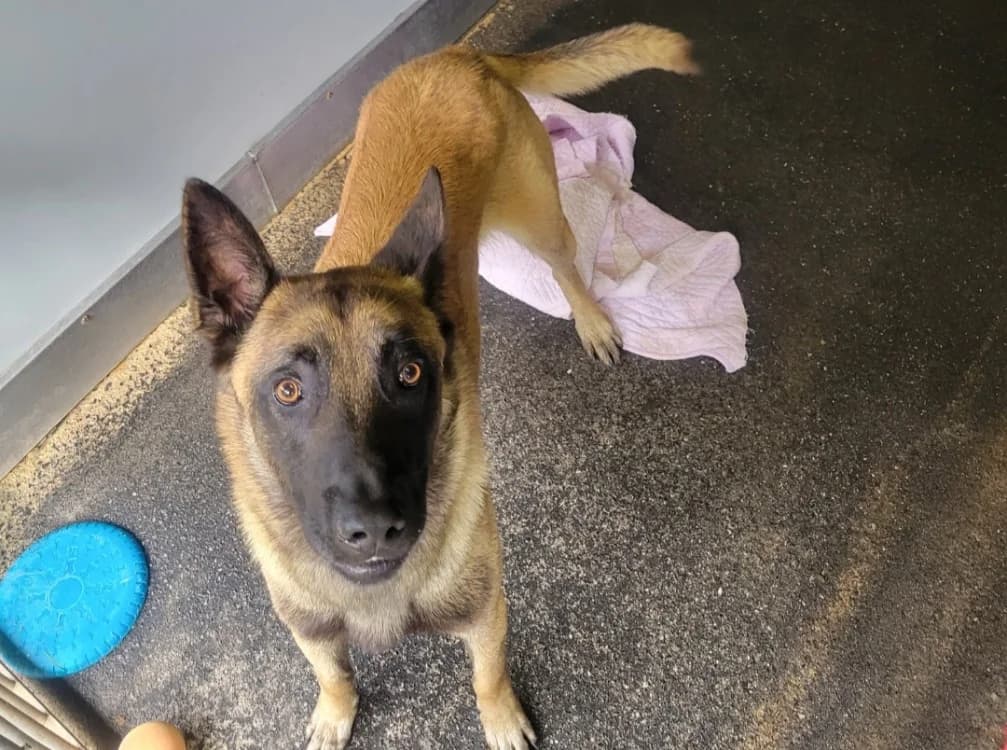 Stone, male young Belgian Malinois for adoption at SPA Albi (Le Garric), Albi