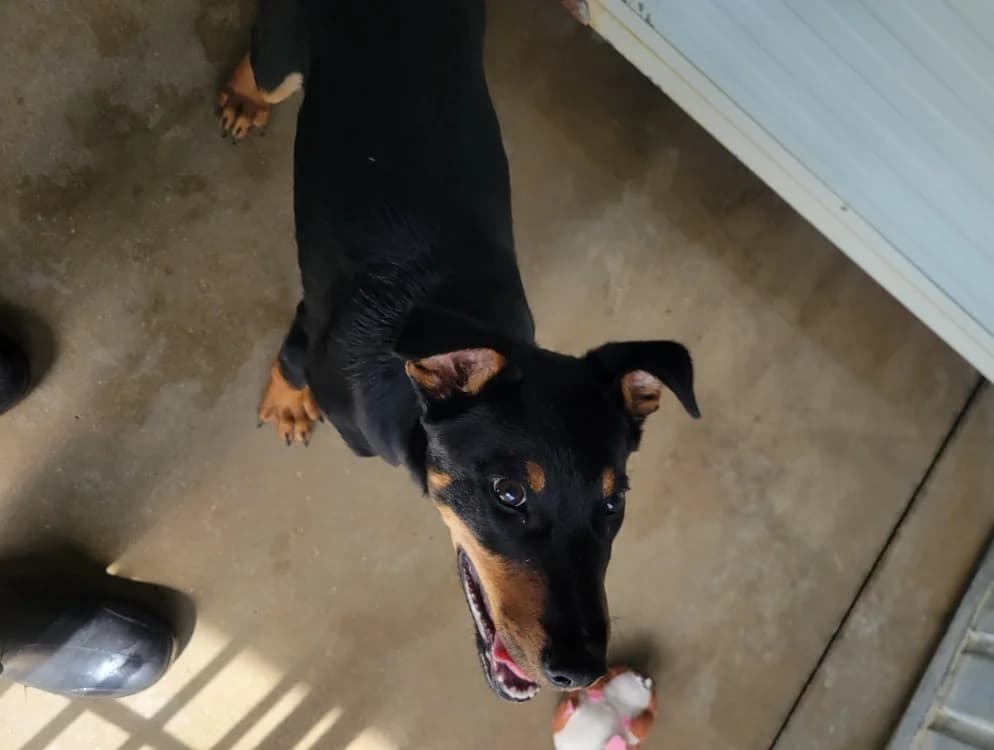 Patinou, male mixed breed for adoption at SPA Albi (Le Garric), Albi