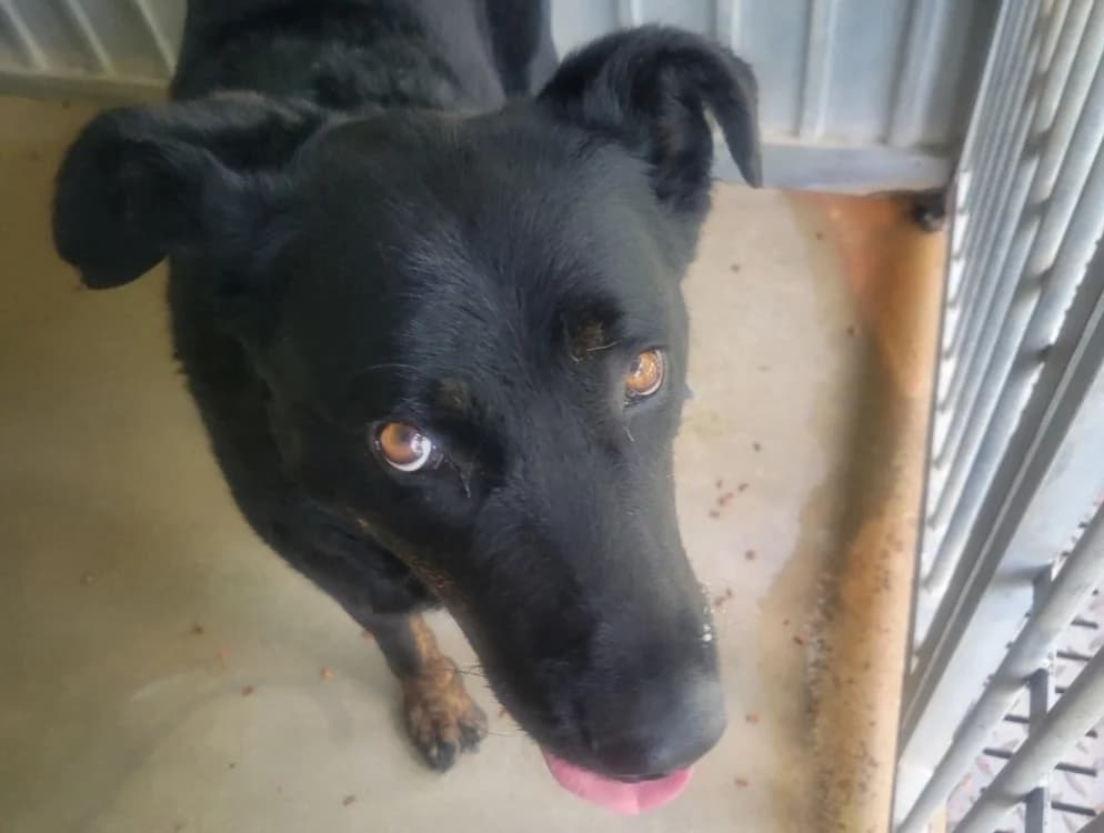 Pasta, female young mixed breed for adoption at SPA Albi (Le Garric), Albi