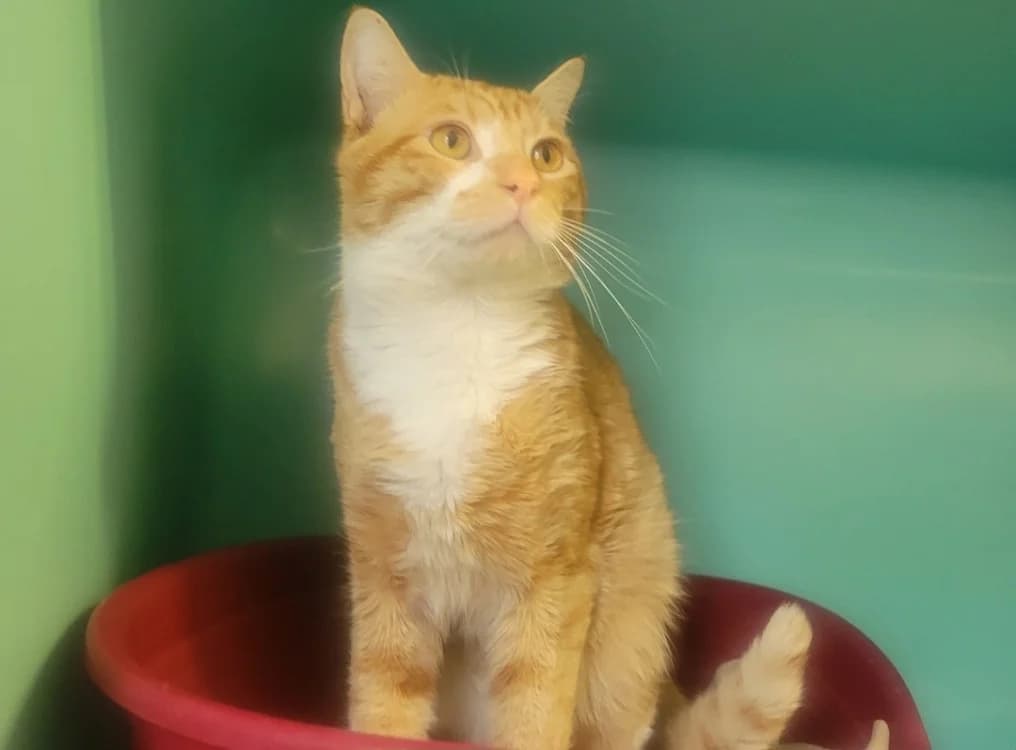 Benny, male young Mixed Breed for adoption at SPA Albi (Le Garric), Albi