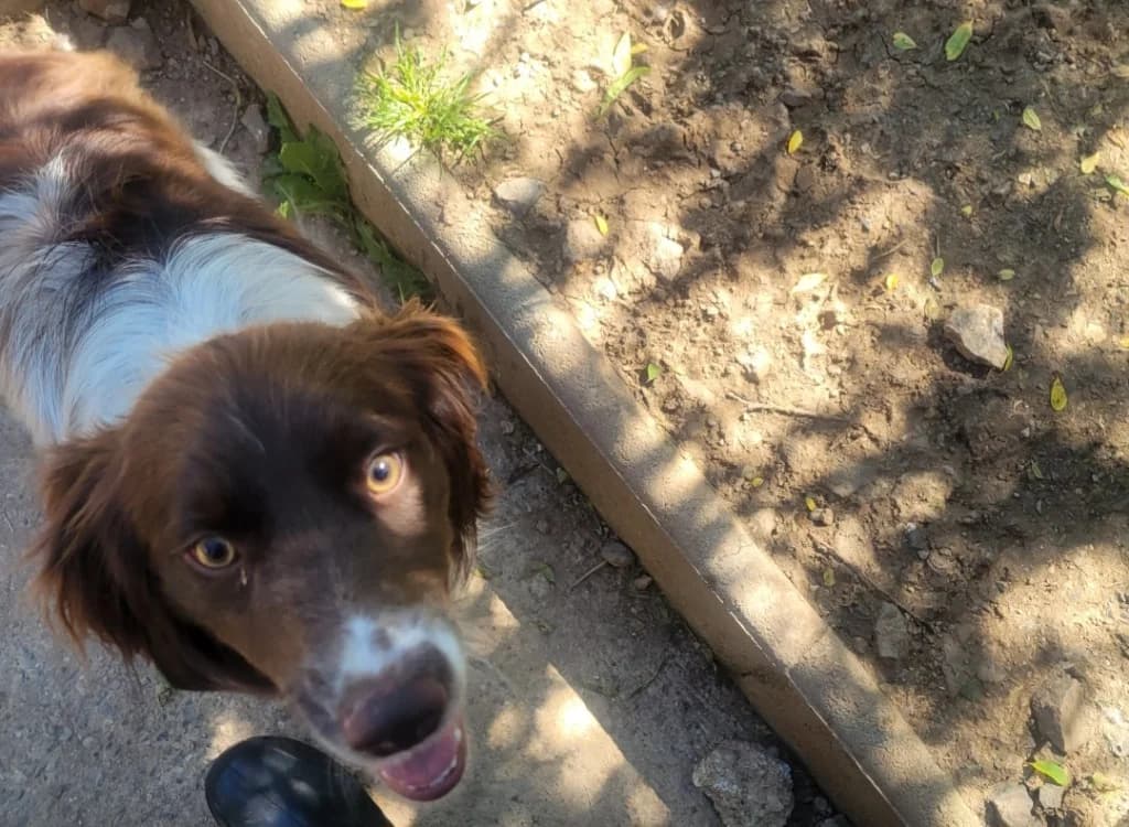 Claudus, male mixed breed for adoption at SPA Albi (Le Garric), Albi