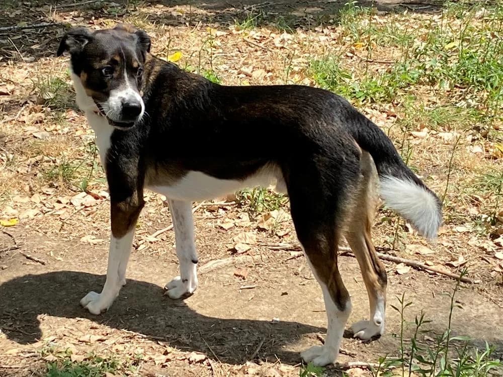 Nollan, male senior mixed breed for adoption at SPA Albi (Le Garric), Albi
