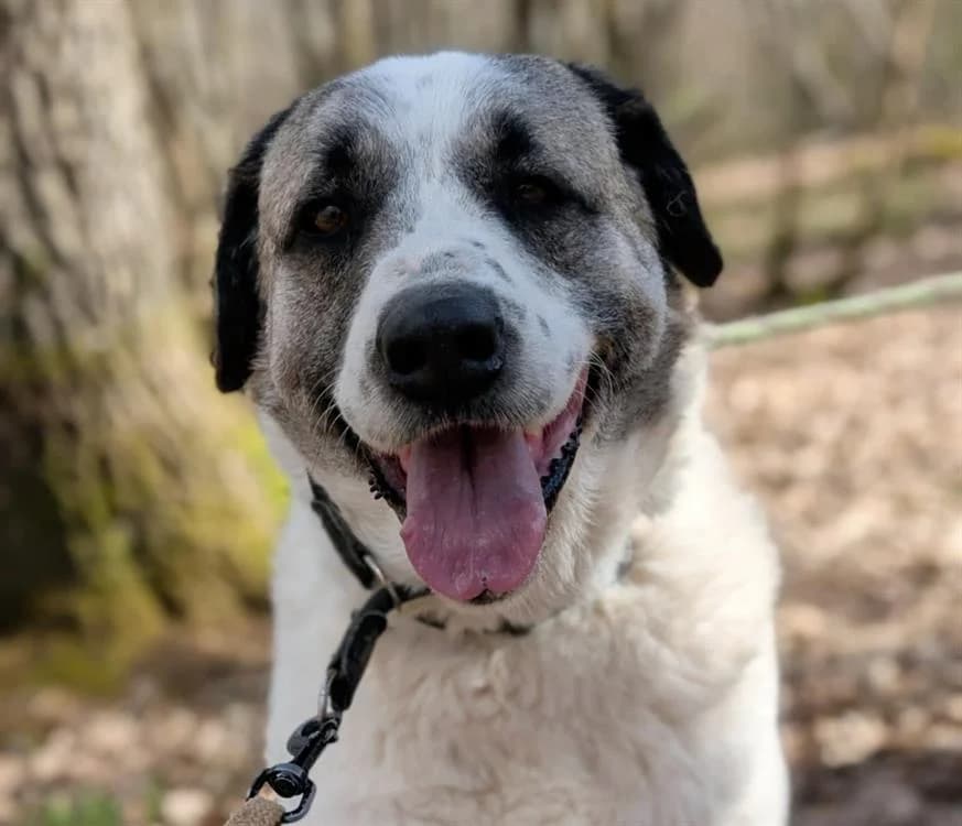 BAMSI, male 7yo mixed breed for adoption at SPA Albi (Le Garric), Albi