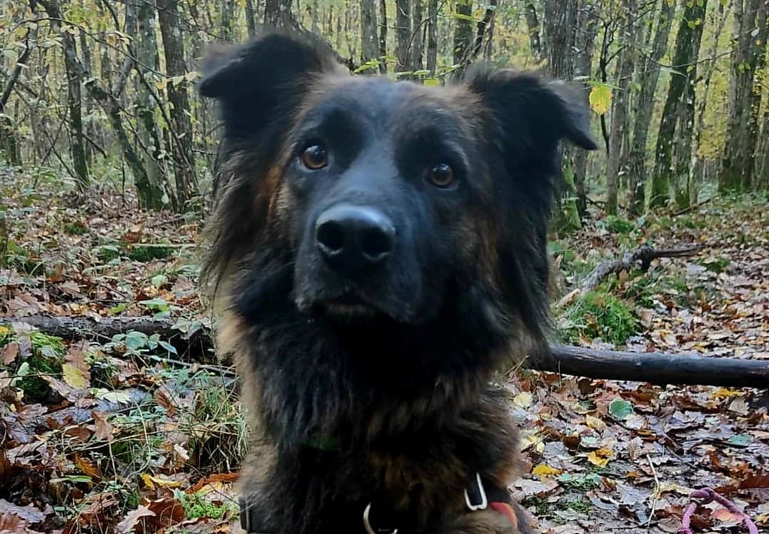 SNYPI, male 3yo Golden Retriever for adoption at SPA Albi (Le Garric), Albi