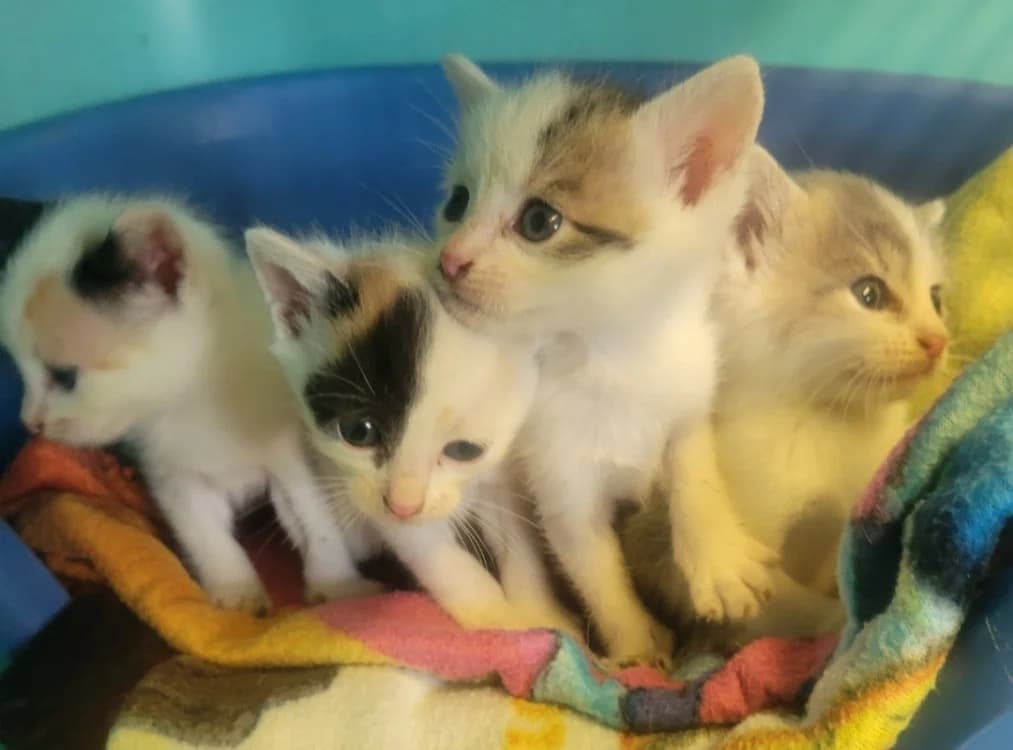 Tulipe, female Mixed Breed for adoption at SPA Albi (Le Garric), Albi