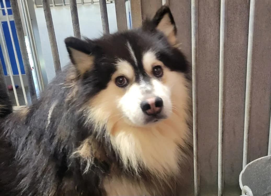 Toon dit Soda, male 3yo mixed breed for adoption at SPA Albi (Le Garric), Albi