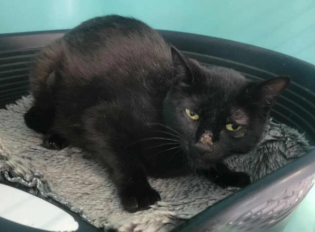 Affinity, female 5yo Mixed Breed for adoption at SPA Albi (Le Garric), Albi