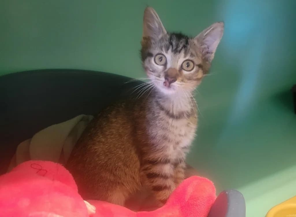 Tigrette, female Mixed Breed for adoption at SPA Albi (Le Garric), Albi