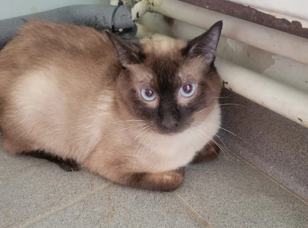 TIGROU, male young mixed breed for adoption at SPA Albi (Le Garric), Albi