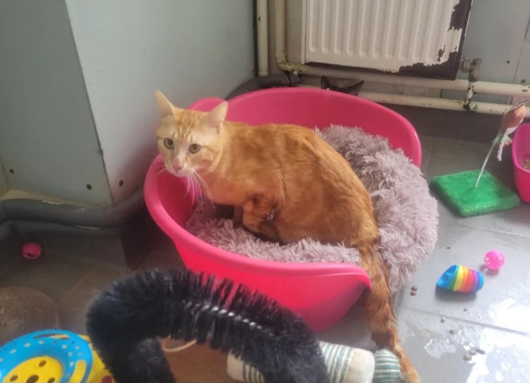 ROUKY, male young Mixed Breed for adoption at SPA Albi (Le Garric), Albi