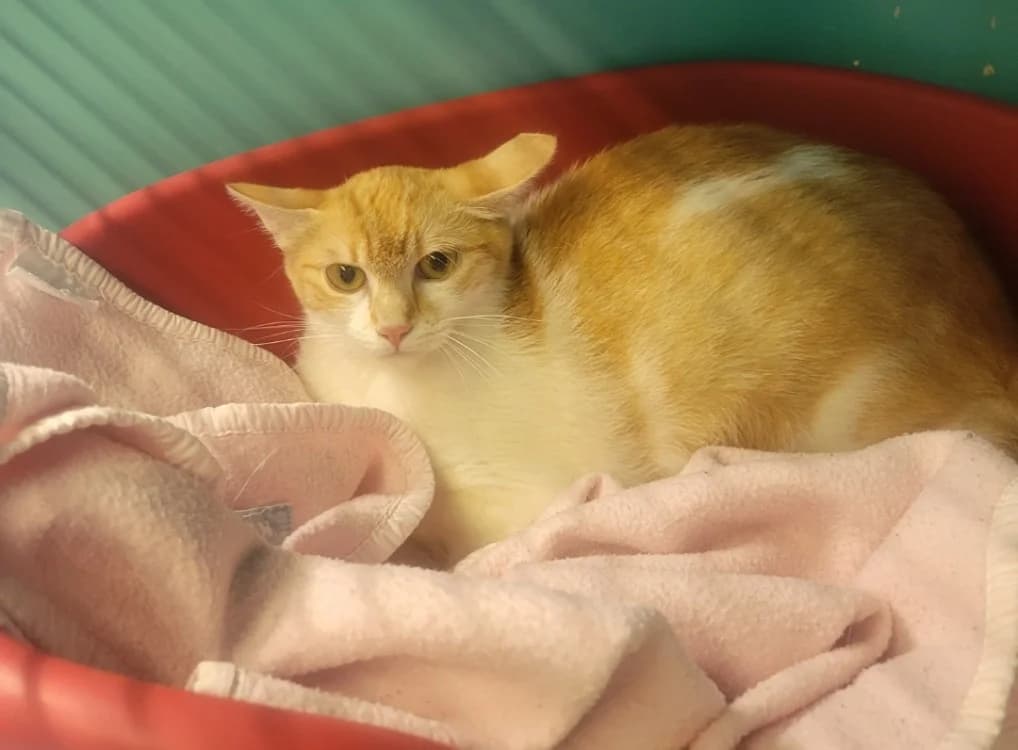 CANELLE, female young mixed breed for adoption at SPA Albi (Le Garric), Albi