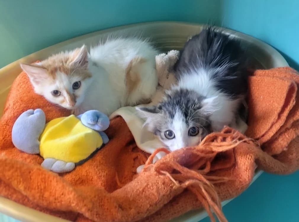 Banette, female Mixed Breed for adoption at SPA Albi (Le Garric), Albi