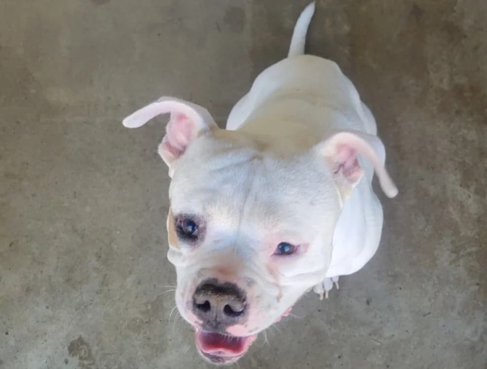 Jean Jack, male 3yo American Bully for adoption at SPA Albi (Le Garric), Albi