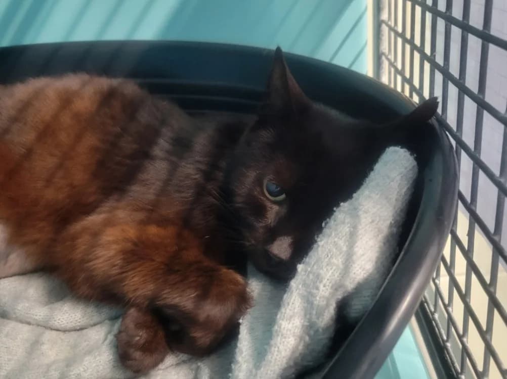 Froggy, female senior Mixed Breed for adoption at SPA Albi (Le Garric), Albi