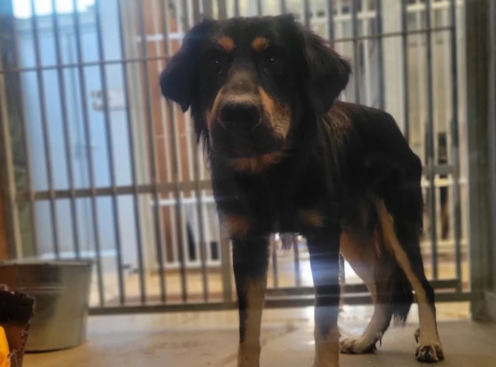 sasuké, male mixed breed for adoption at SPA Albi (Le Garric), Albi