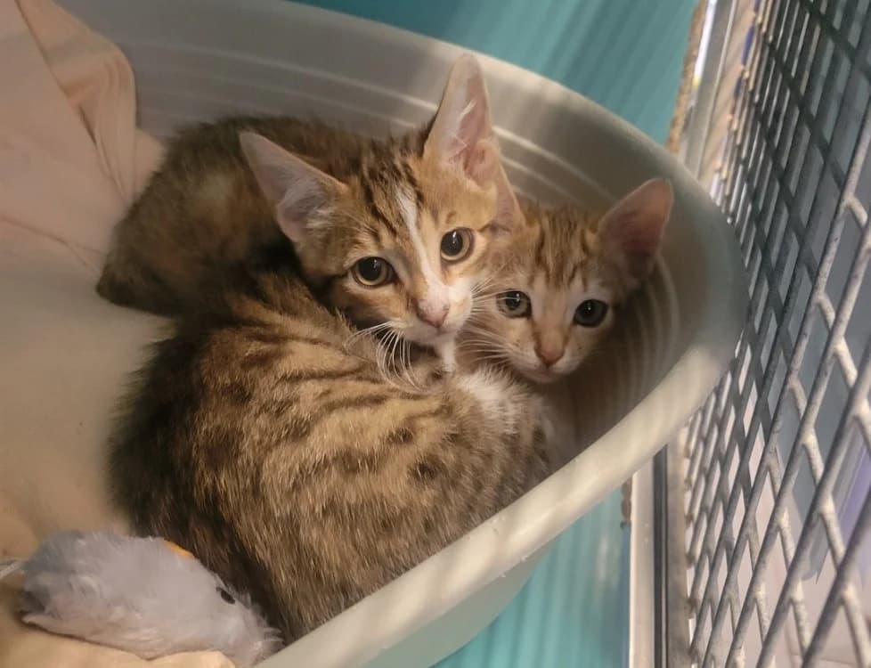 RADAR, female Mixed Breed for adoption at SPA Albi (Le Garric), Albi