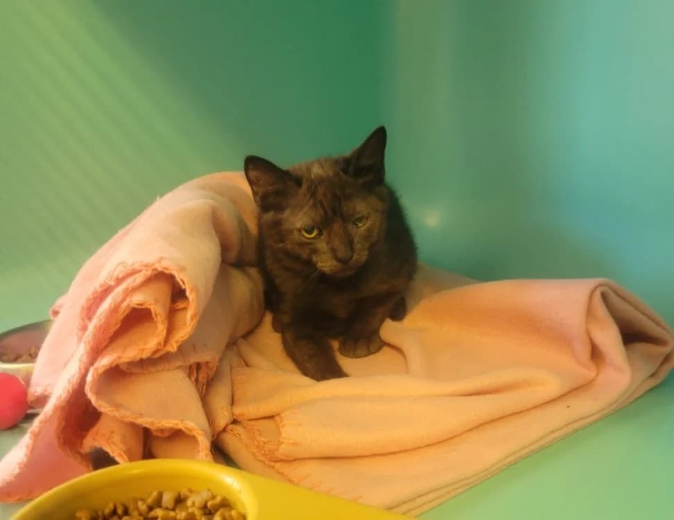 Nala, female mixed breed for adoption at SPA Albi (Le Garric), Albi