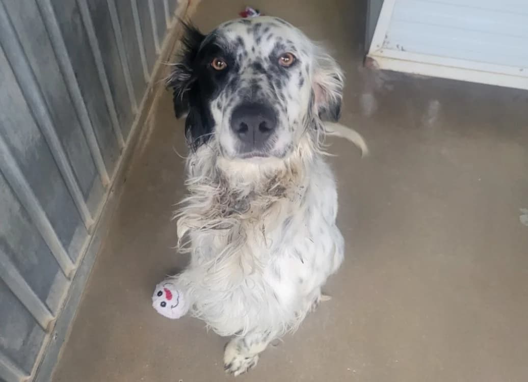 AKAMAROU, male young English Setter for adoption at SPA Albi (Le Garric), Albi