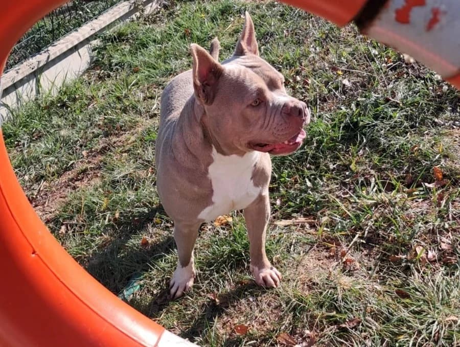 Polly, female 3yo American Bully for adoption at SPA Albi (Le Garric), Albi