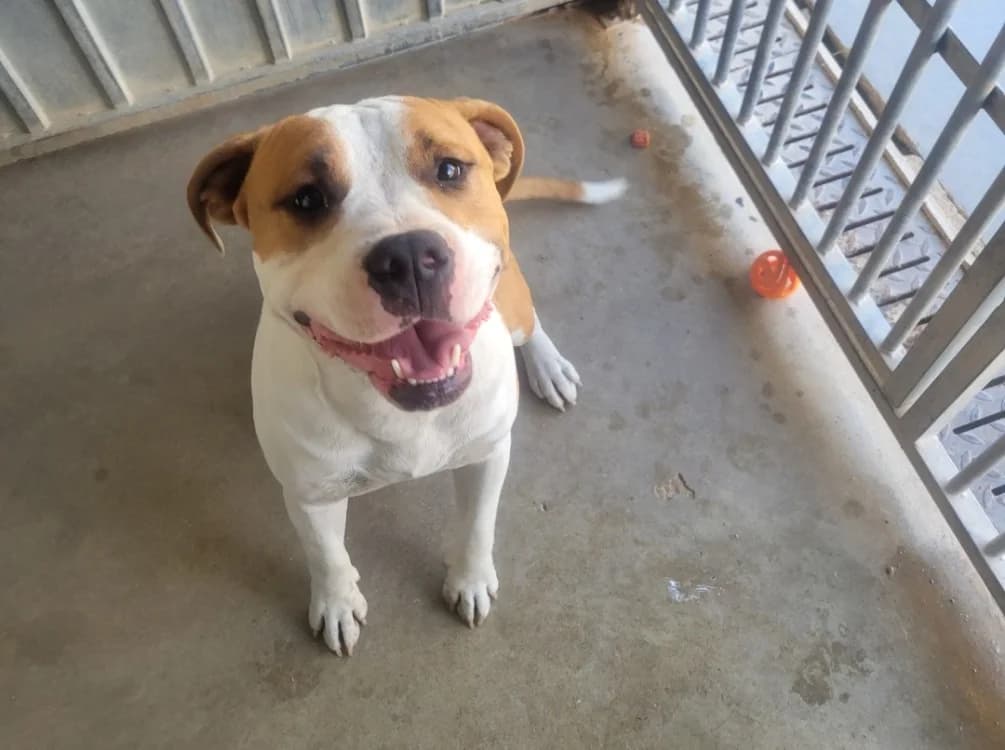 Will, male young mixed breed for adoption at SPA Albi (Le Garric), Albi