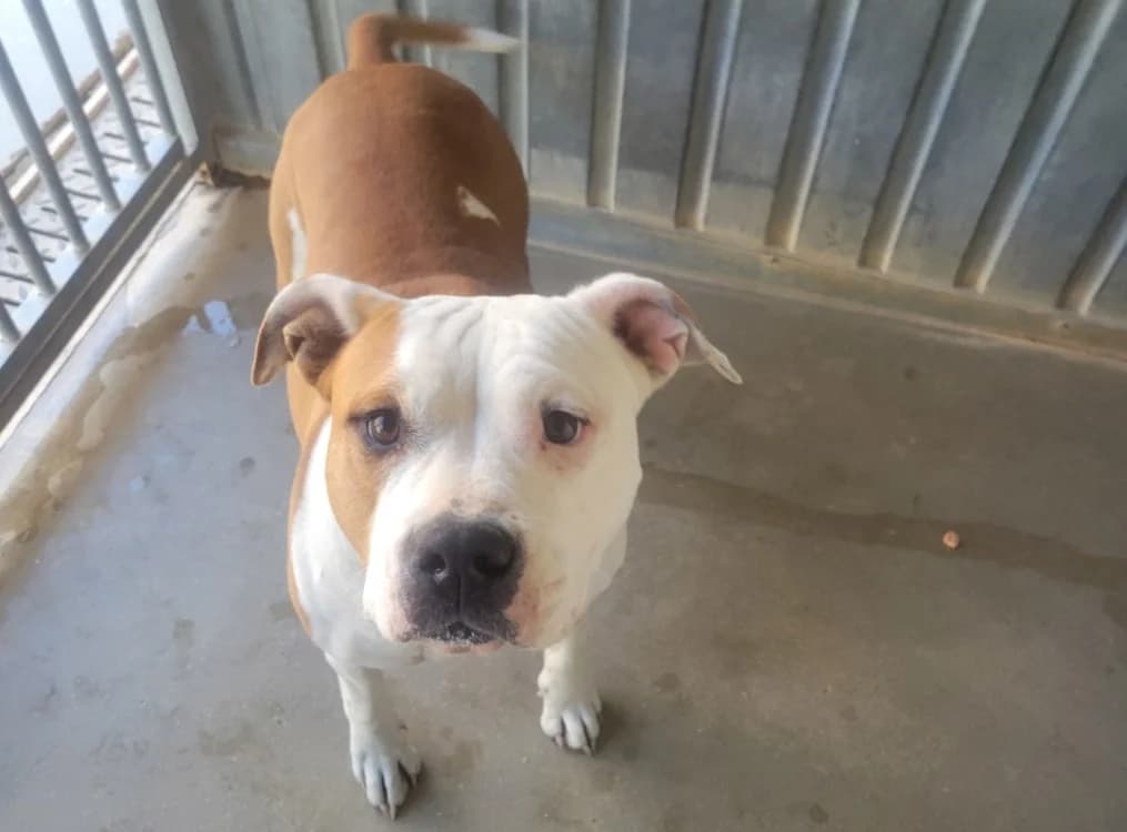 Souva, female 3yo American Staffordshire Terrier for adoption at SPA Albi (Le Garric), Albi