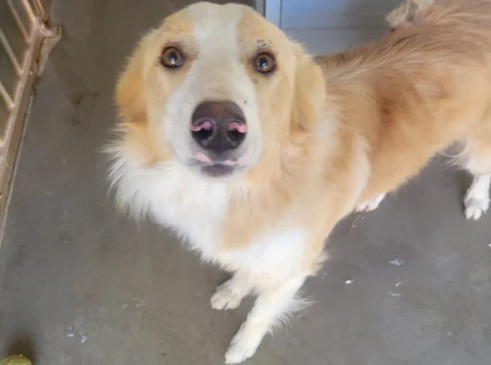 ATLANTA, male 3yo mixed breed for adoption at SPA Albi (Le Garric), Albi