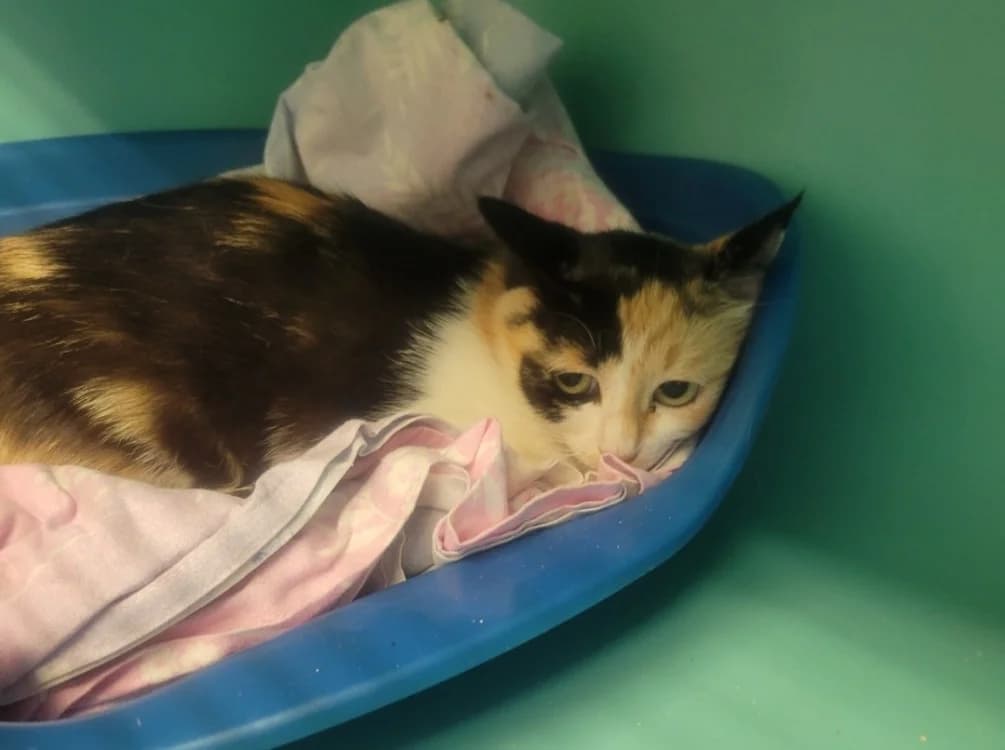 FESTINA, female Mixed Breed for adoption at SPA Albi (Le Garric), Albi