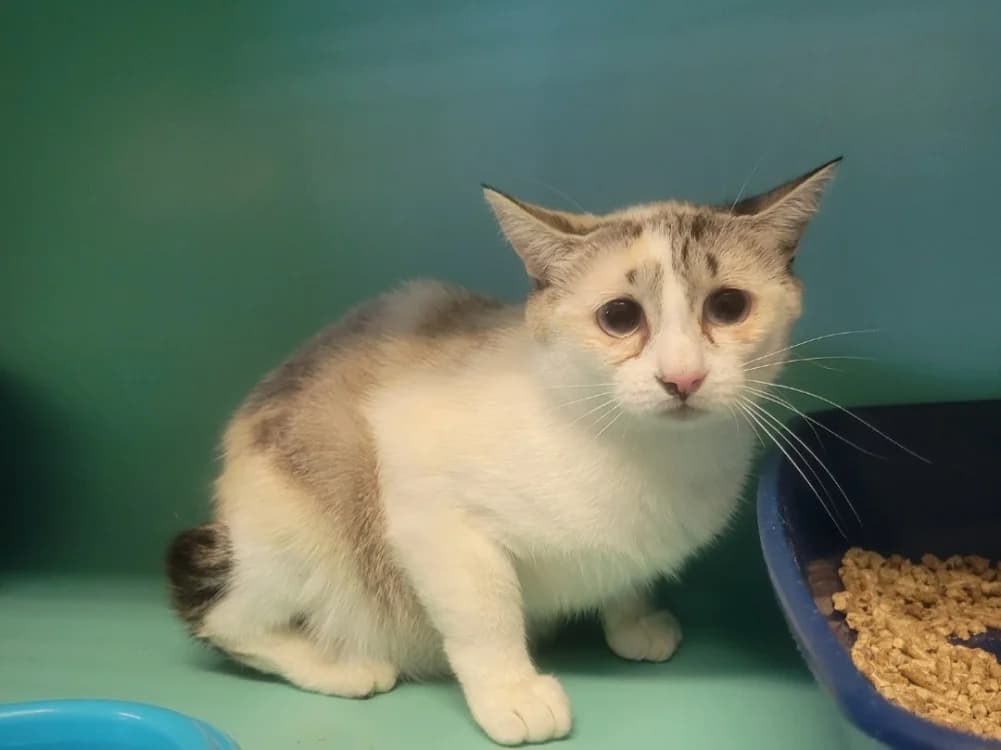 FANTASIA, female 7yo Mixed Breed for adoption at SPA Albi (Le Garric), Albi