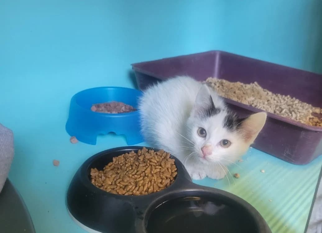 bloom, female mixed breed for adoption at SPA Albi (Le Garric), Albi