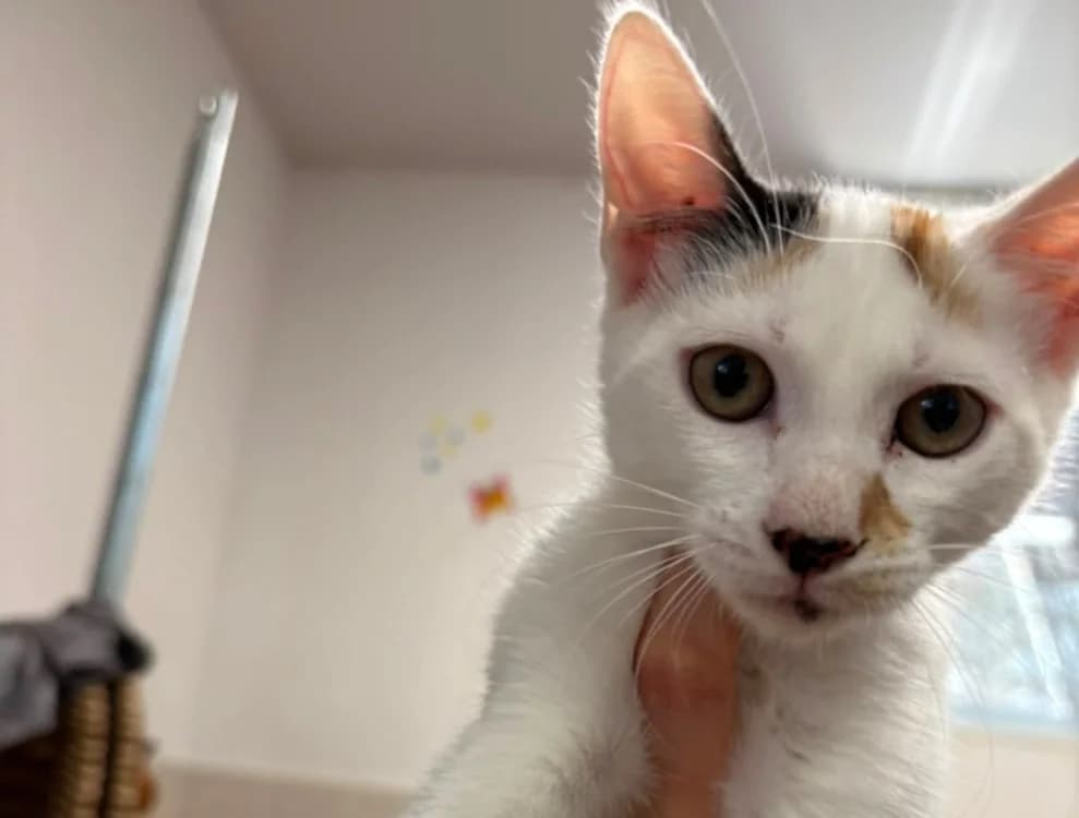 MIWA, female Mixed Breed for adoption at SPA Albi (Le Garric), Albi