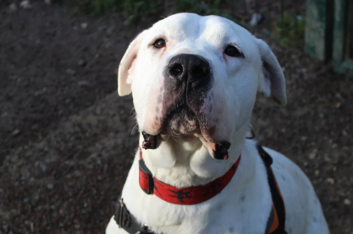 Tango, male 4yo Mixed Breed for adoption at SPA Albi (Le Garric), Albi