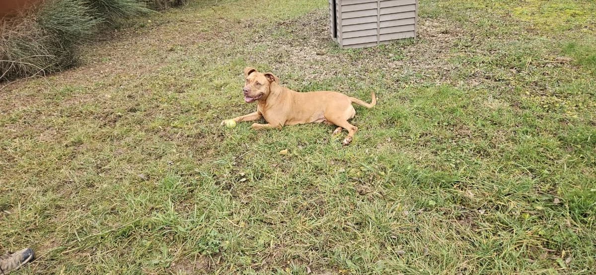 Bella II, female 7yo Mixed Breed for adoption at SPA Albi (Le Garric), Albi