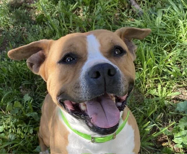 NINA, female 7yo mixed breed for adoption at SPA Albi (Le Garric), Albi