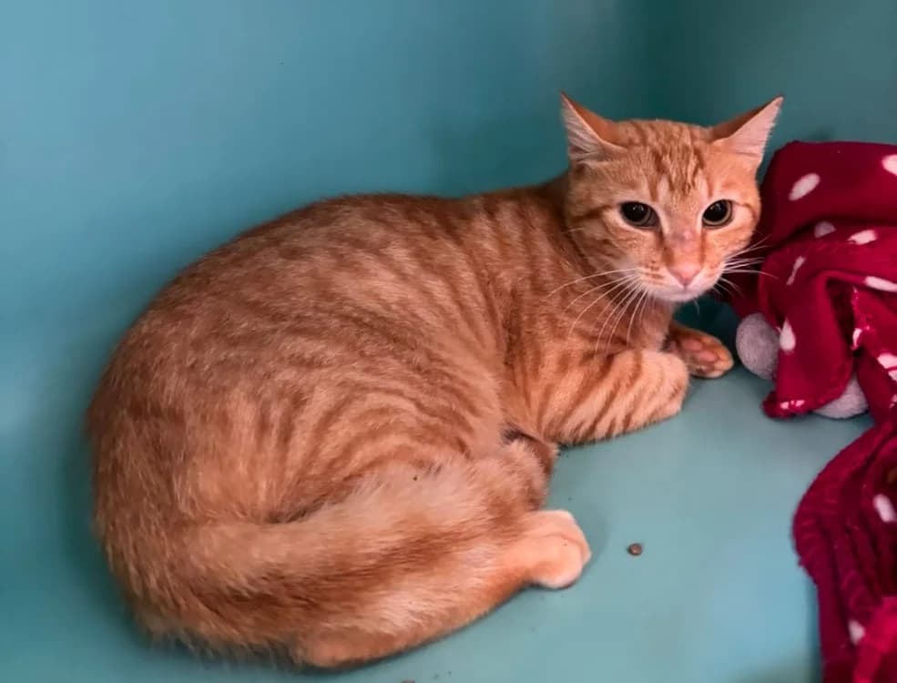 Huuugues, male 3yo Mixed Breed for adoption at SPA Albi (Le Garric), Albi