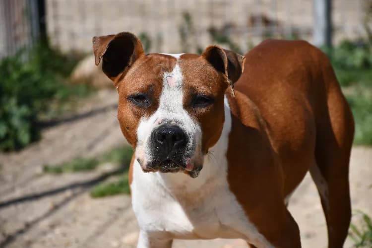 Star, male 5yo mixed breed for adoption at SPA Albi (Le Garric), Albi