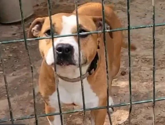 Ania, female 6yo American Staffordshire Terrier for adoption at SPA Albi (Le Garric), Albi