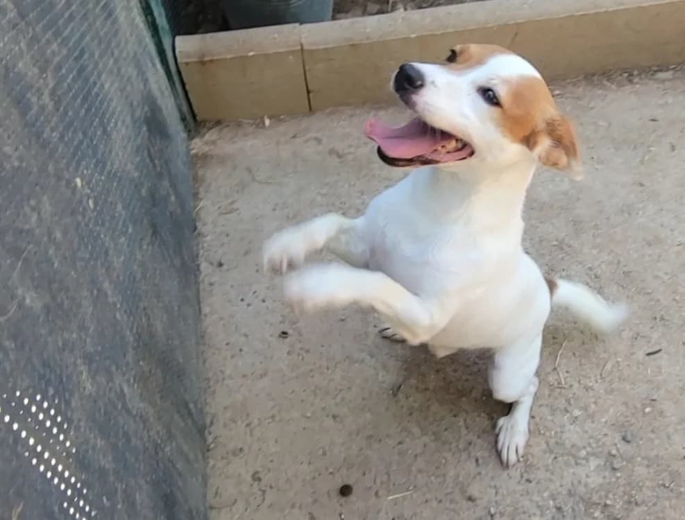 ROCKY(réservé), male 5yo mixed breed for adoption at SPA Albi (Le Garric), Albi