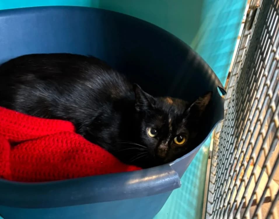 Miaou, female Mixed Breed for adoption at SPA Albi (Le Garric), Albi