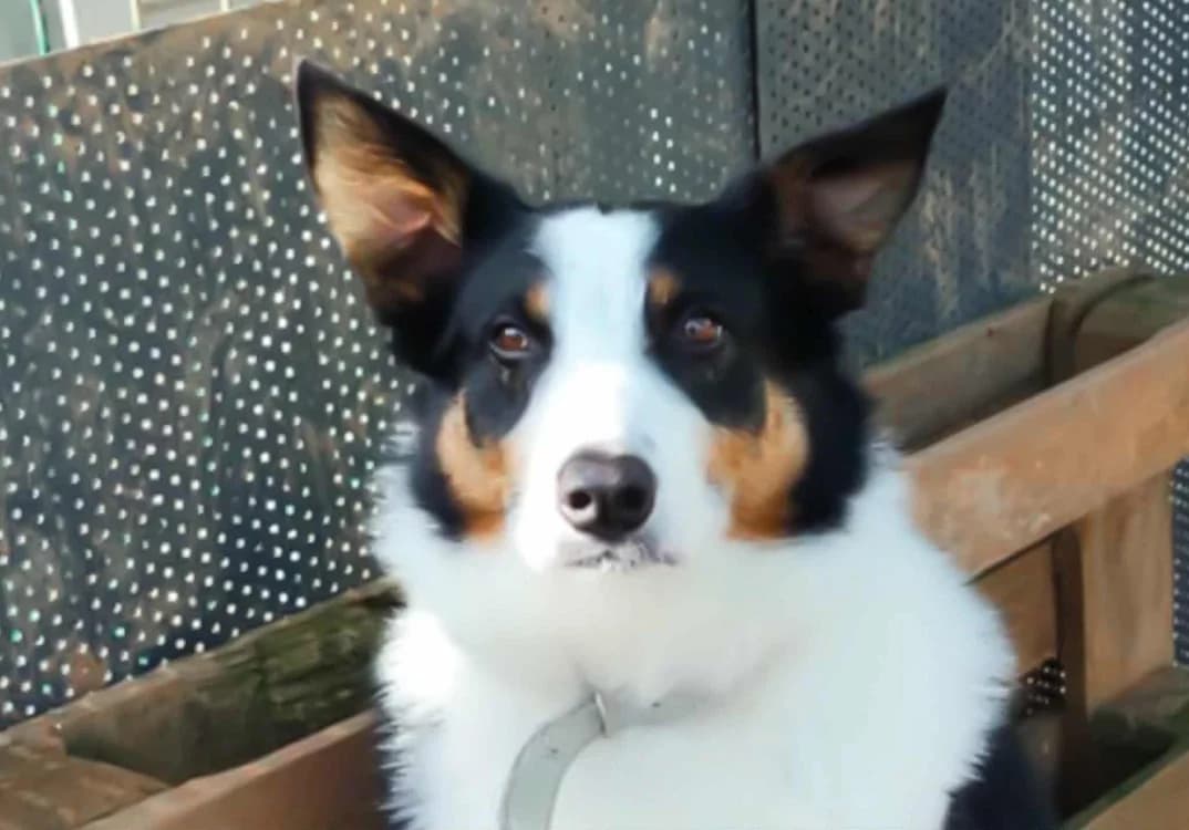 Cisco, male 7yo Border Collie for adoption at SPA Albi (Le Garric), Albi