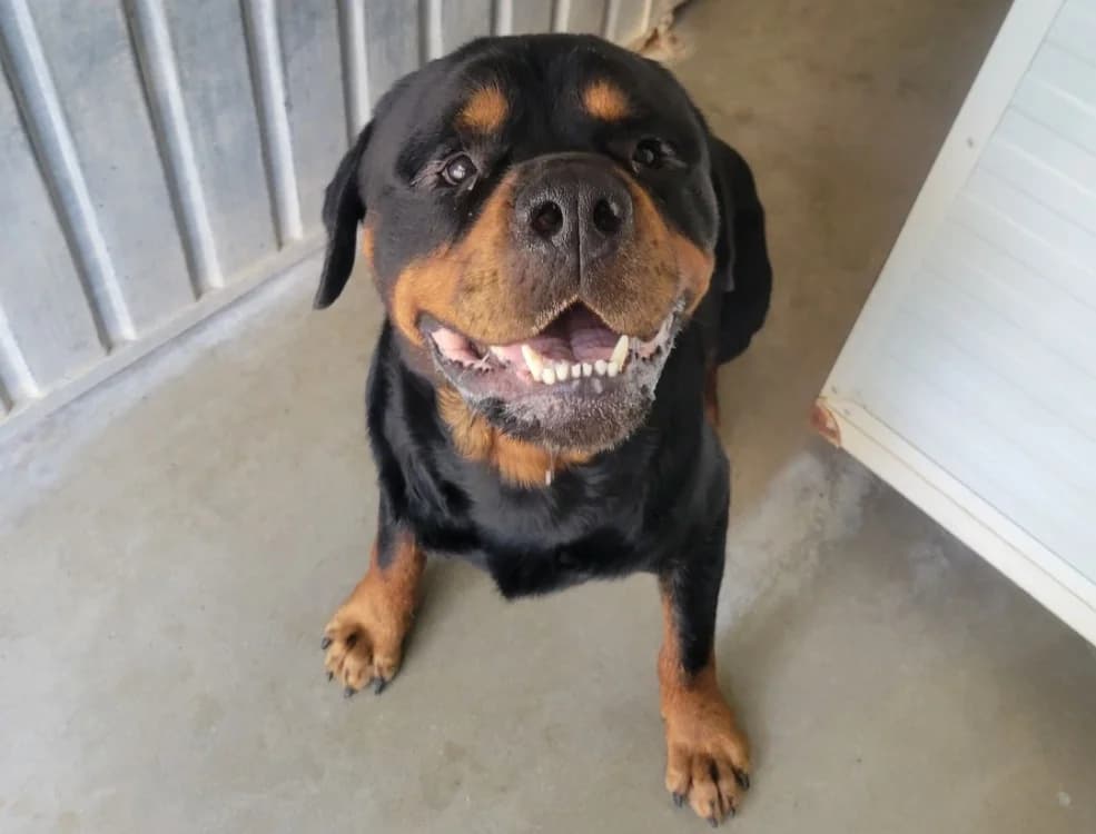 Kaido, male 5yo Rottweiler for adoption at SPA Albi (Le Garric), Albi