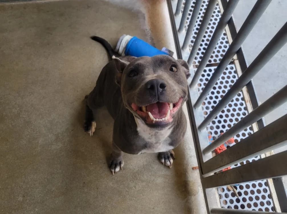 Velma Grey, female young Staffordshire Bull Terrier for adoption at SPA Albi (Le Garric), Albi