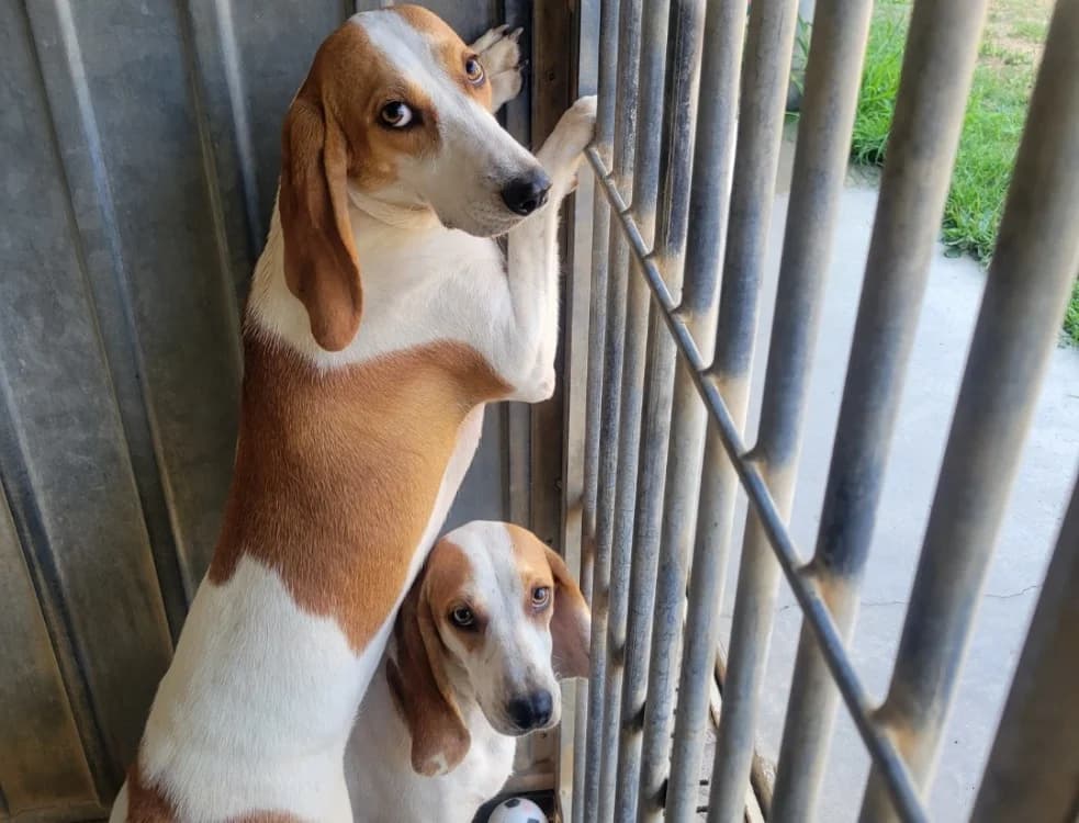 Yaya, female mixed breed for adoption at SPA Albi (Le Garric), Albi
