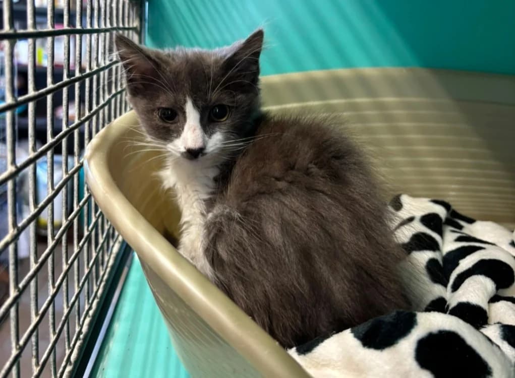 Grisette, female Siamese for adoption at SPA Albi (Le Garric), Albi