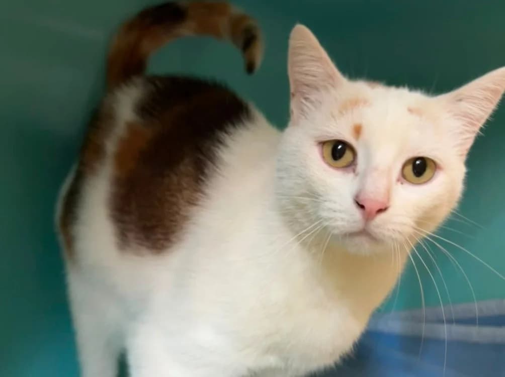 ISA, female 5yo Mixed Breed for adoption at SPA Albi (Le Garric), Albi