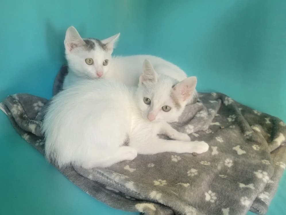Notilus, male Mixed Breed for adoption at SPA Albi (Le Garric), Albi